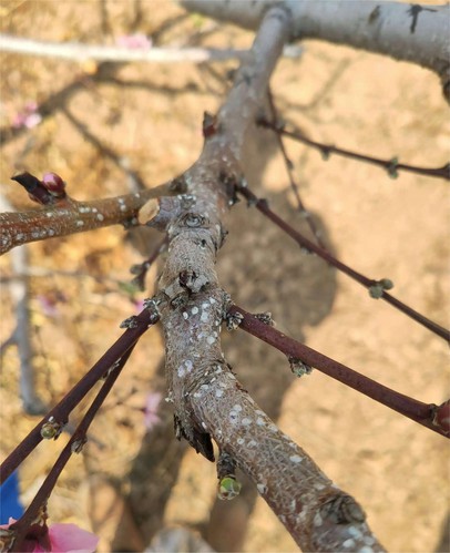 info-2000-2459 info-2000-2459